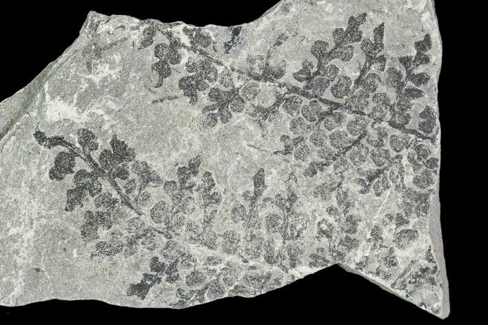 Carboniferous Fossil Ferns (Sphenopteris) - Poland #111662